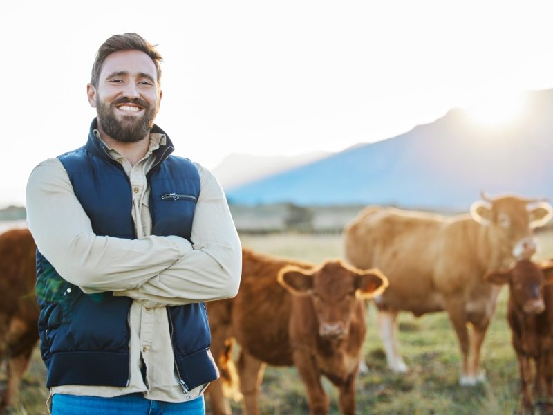 Sustainability, confidence and portrait of farmer with cows on field, happy countryside farming with dairy and beef production. Nature, meat or milk farm, sustainable business, agriculture and food